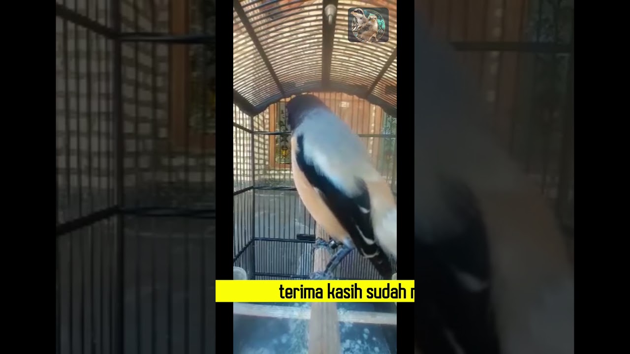CENDET STRESS BAKAL NYAUT DENGAN PANCINGAN CENDET INI