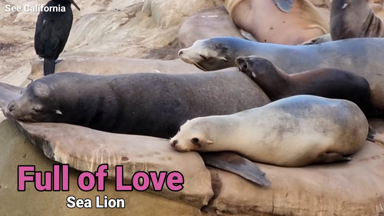 Full of Love Sea Lion