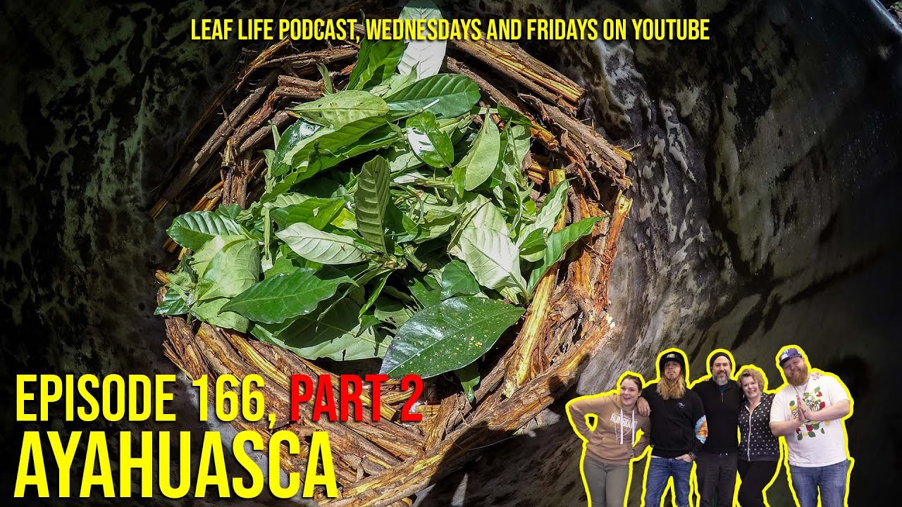 AYAHUASCA - Part 2 - Leaf Life 166