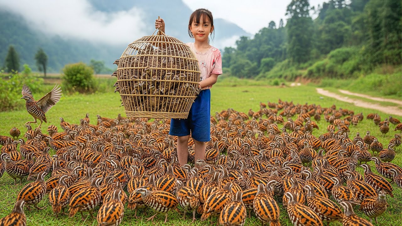 Harvesting 500+ Wild Quails - How to Build and Use Bamboo Nests as Home Raise Them | Farm Life