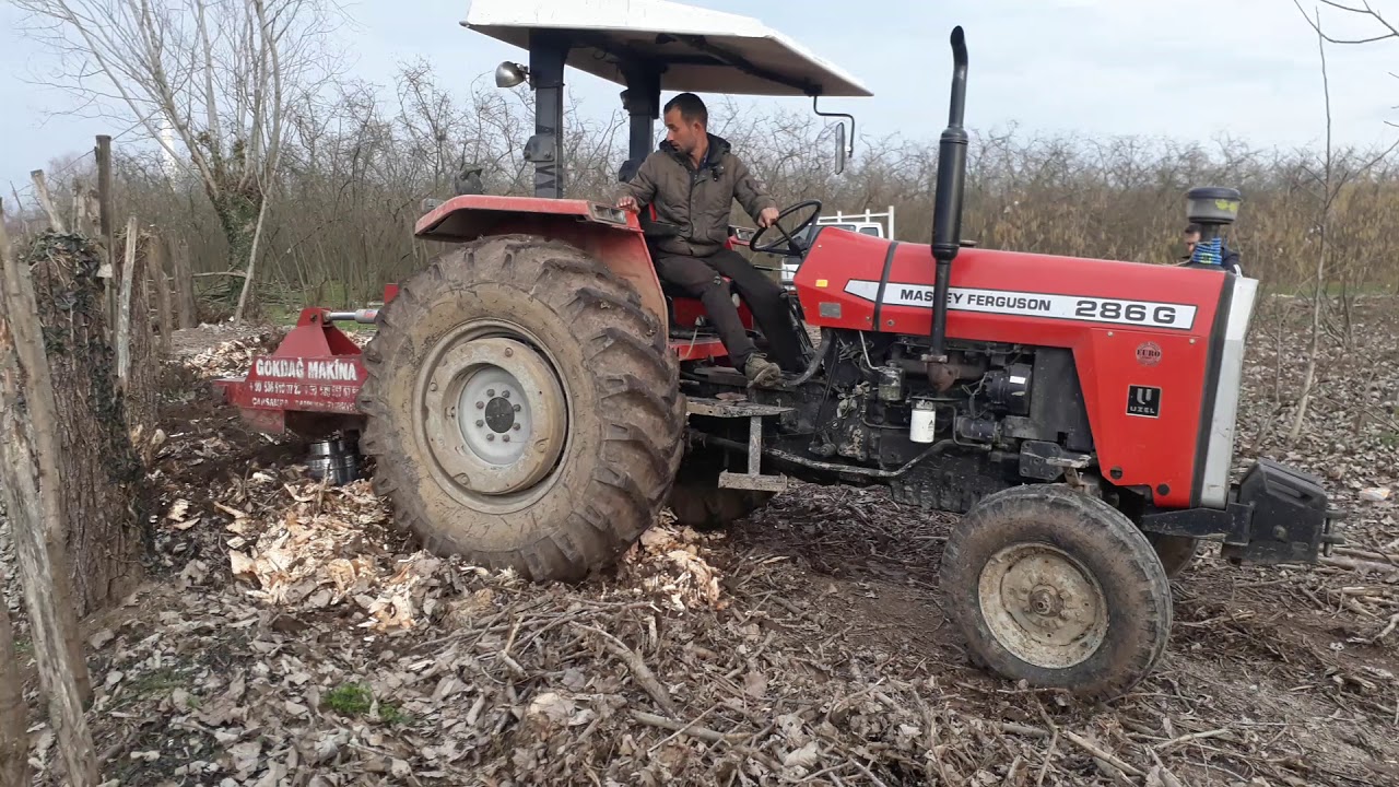 Massey Ferguson 286 Gold Kavak Kök Sökümü  Ömer Dağlı
