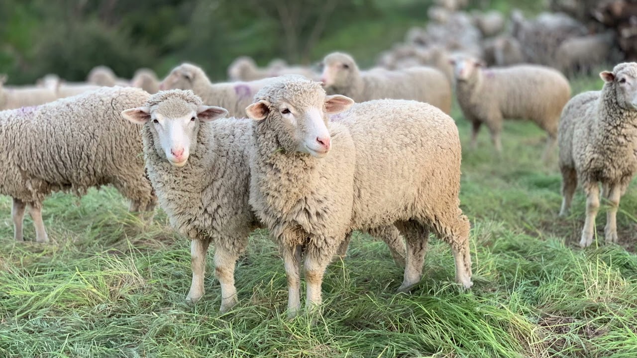 LE BRUIT DU MOUTON | Troupeau de mouton qui bêle