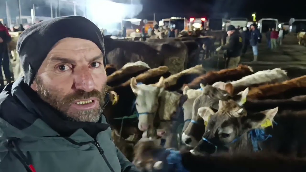 ŞARKIŞLA CANLI HAYVAN PAZARI 14ŞUBAT Cumartesi .!!! SİVAS 