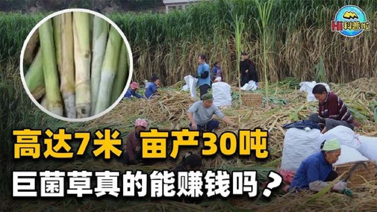 亩产30吨，种一次收割15年！种植巨菌草真的能赚钱吗？【Hi科普啦】