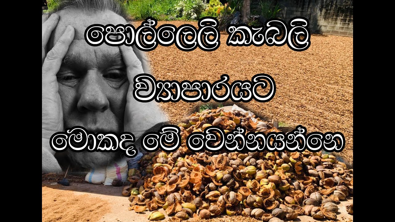 පොල්ලෙලි කැබලි වයාපාරයට මොකක් ද වෙන්න යන්නෙ#ideas #businessadvice #viralvideo #love #duet