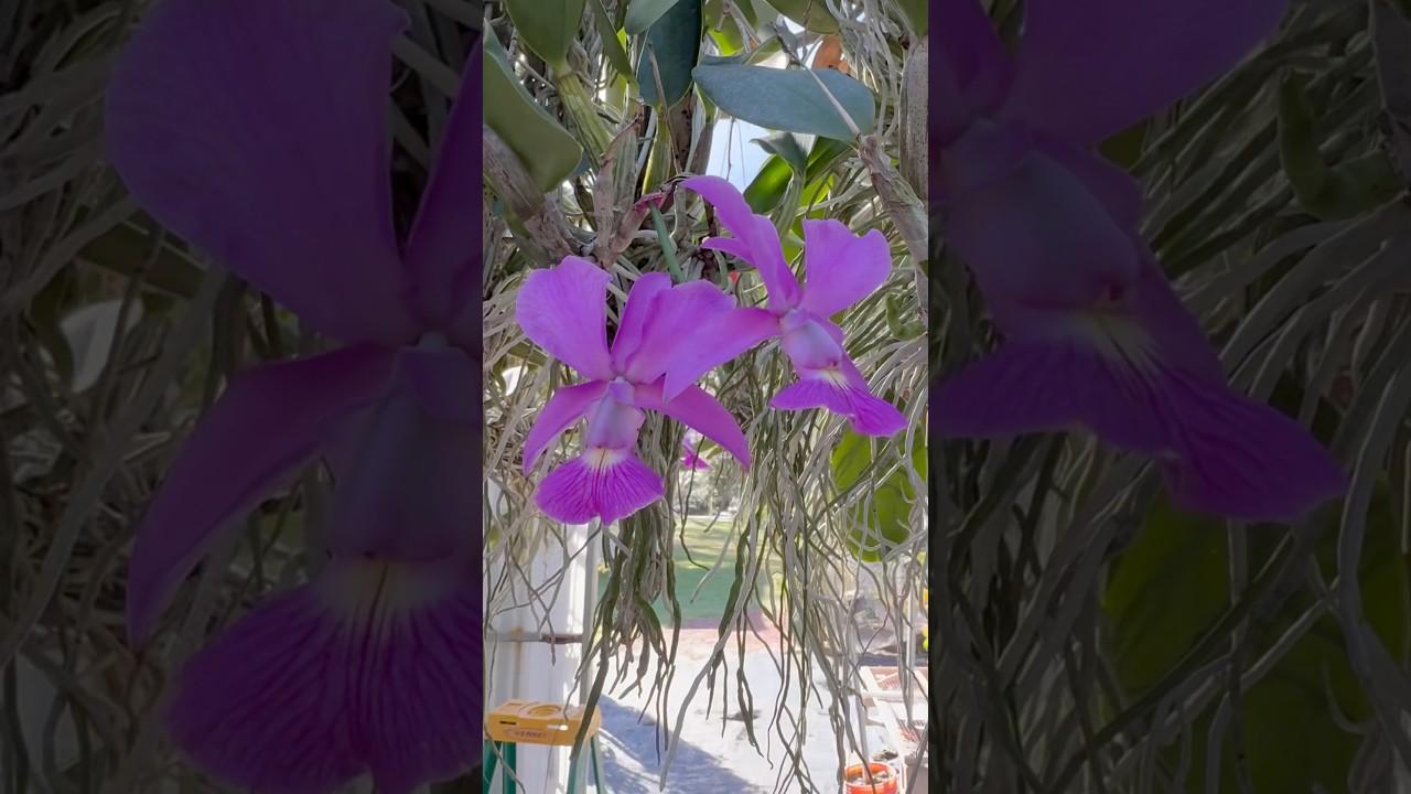Cattleya walkeriana is a fragrant #orchid species with iconic #flowers! I love these #plants!