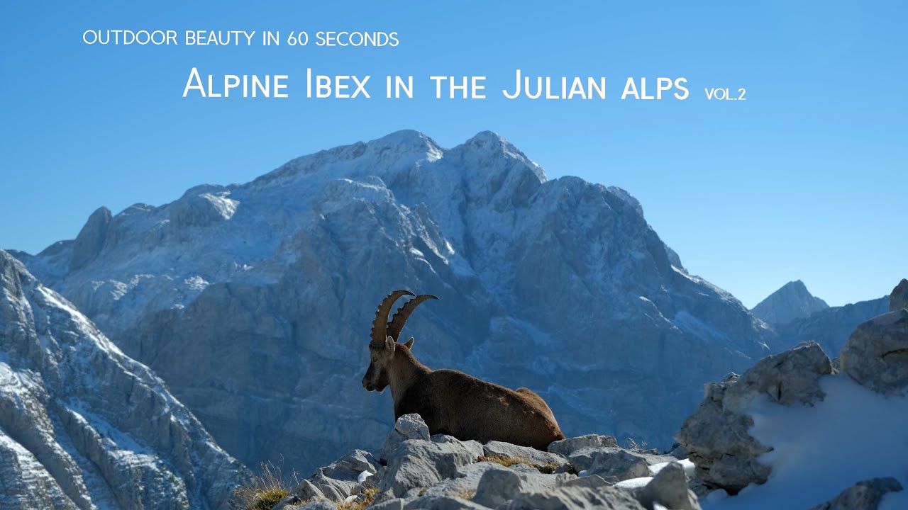 Alpine ibex (Capra Ibex) in the Julian Alps vol.2 | Outdoor beauty in 60 seconds | Fujifilm X-T4
