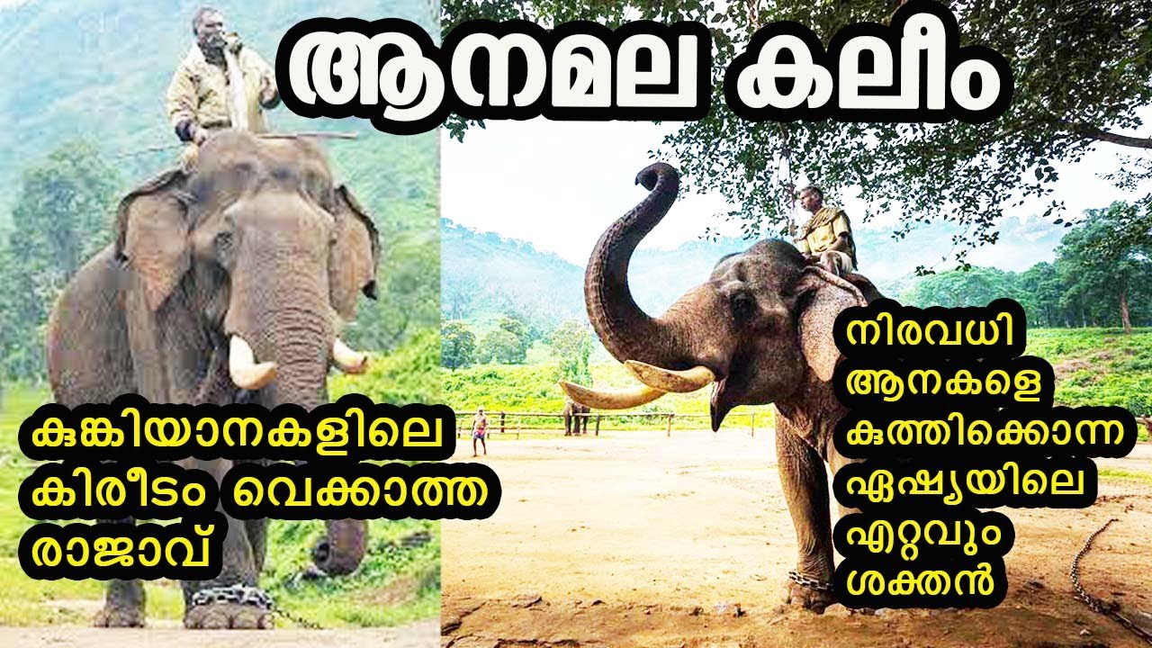 ഏഷ്യയിലെ ഏറ്റവും ശക്തനായ കുങ്കിയാന ആനമല കലിം/Anamala kaleem/Info Story Book