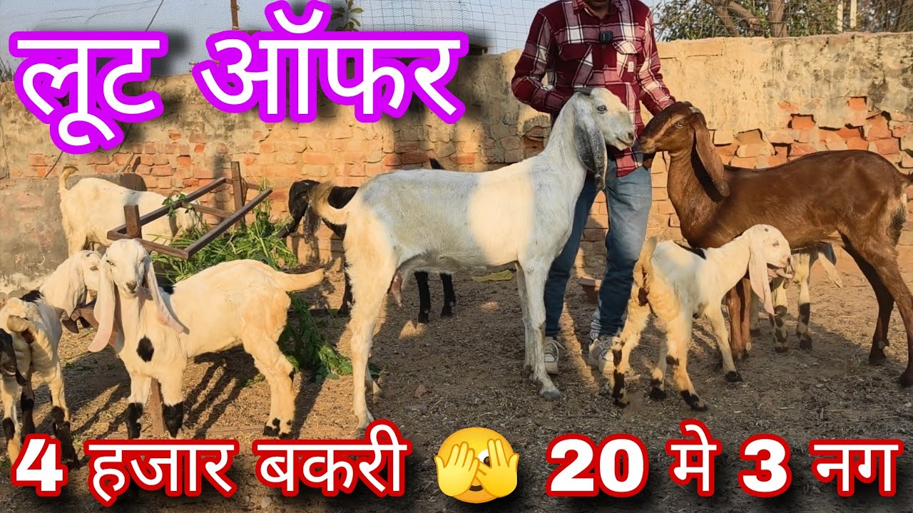 लूट लो यहाँ से सस्ते मे पंजाबी दूध वाली बकरियां 
