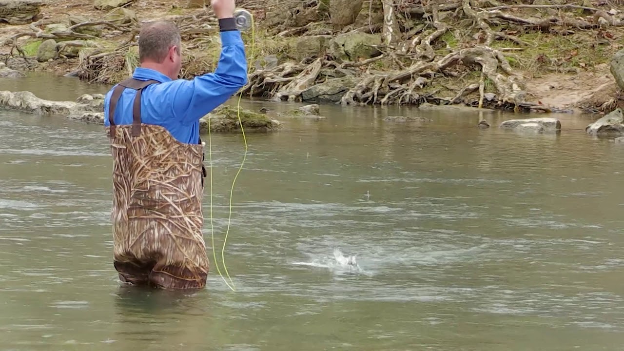 Amazing Trout Fishing Just Outside Of Louisville