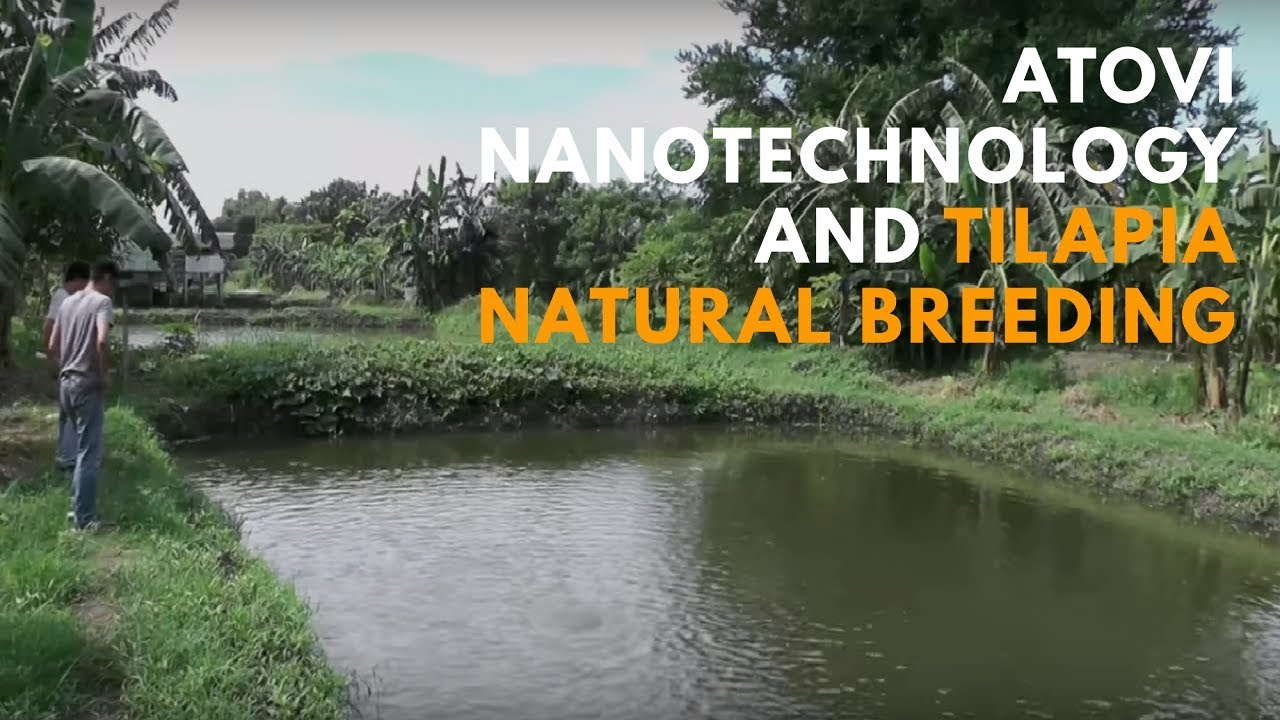 Atovi Nanotechnology and Tilapia Natural Breeding