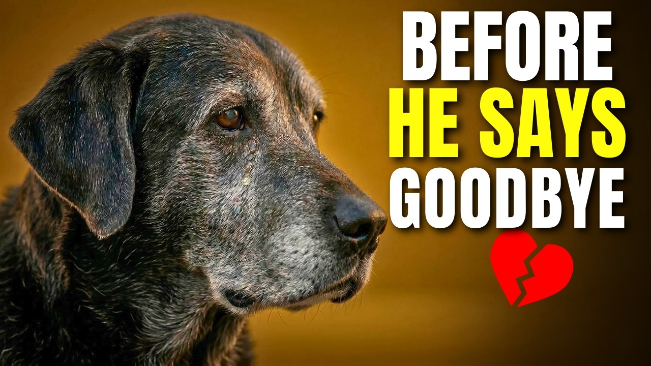9 Warning Signs Your Dog is Saying Goodbye
