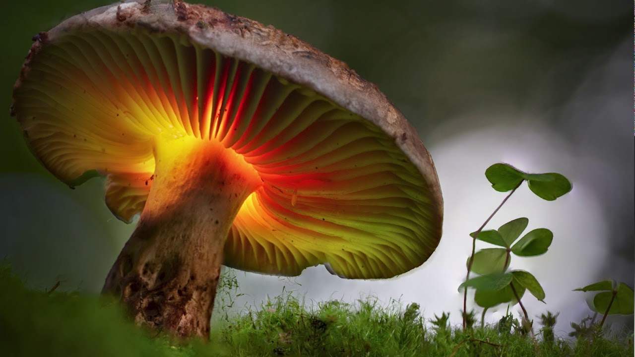 Intro mushroom light painting tutorial