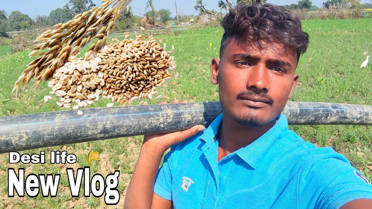 New Vlog Desi Life Gehu ki kheti 