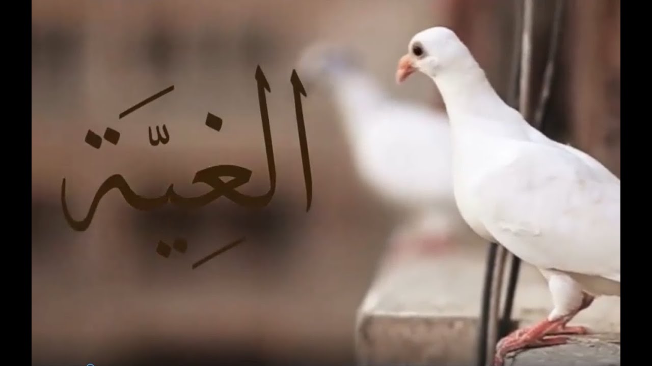 فيلم الغية (فيلم وثائقى عن تربية الحمام فى مصر)