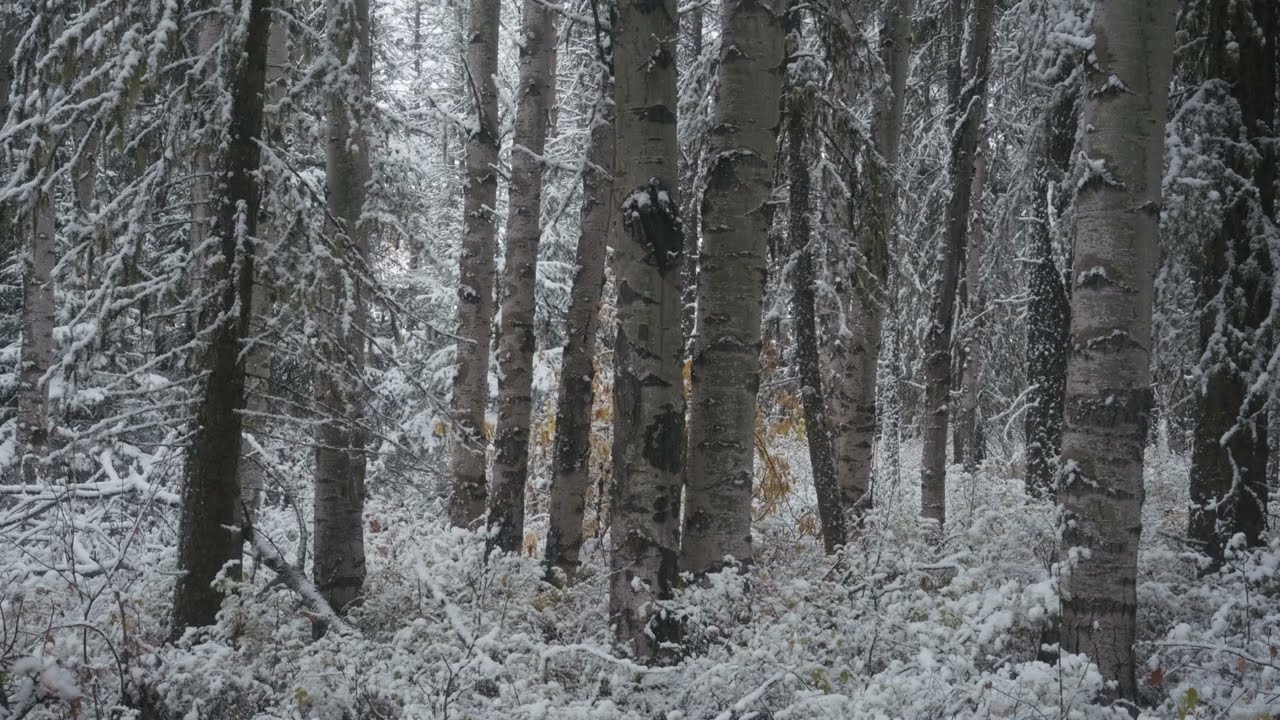 flurries
