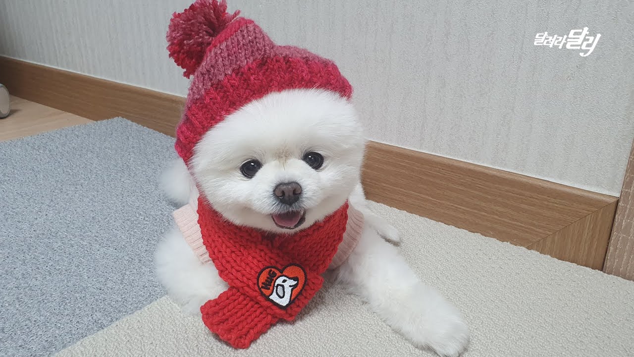 유기견에게 선물할 따뜻한 목도리 만들기