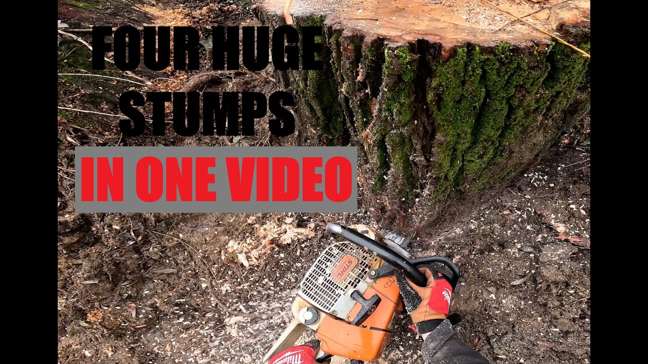 Can a MINI EXCAVATOR  Remove THIS HUGE STUMPS????