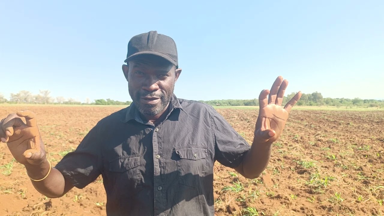 MAIZE PRODUCTION