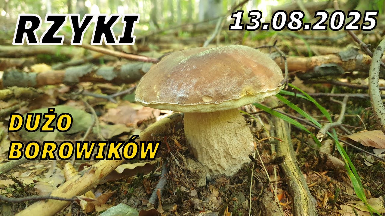 Grzybobranie 13.08.2025 Rzyki - dużo borowików, dużo lokatorów