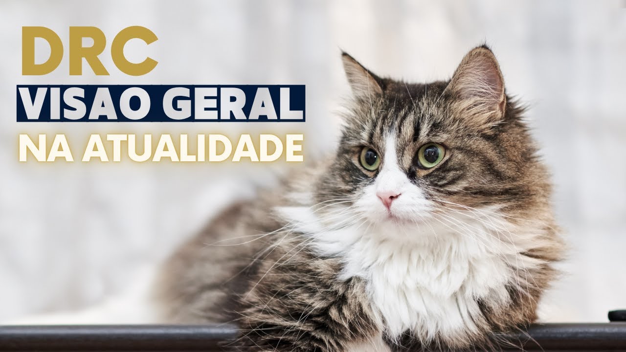 DRC na Atualidade