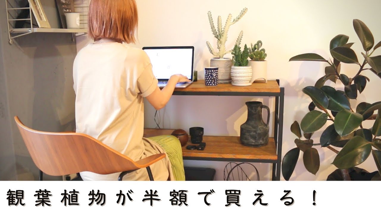 【観葉植物】をお得に買う|植物の卸売り|半額で購入