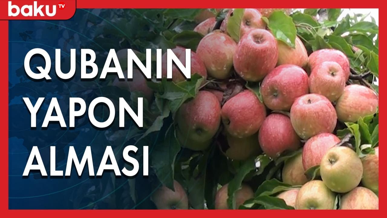 Yapon səfir Qubada yapon almasının dadına baxdı - Baku TV