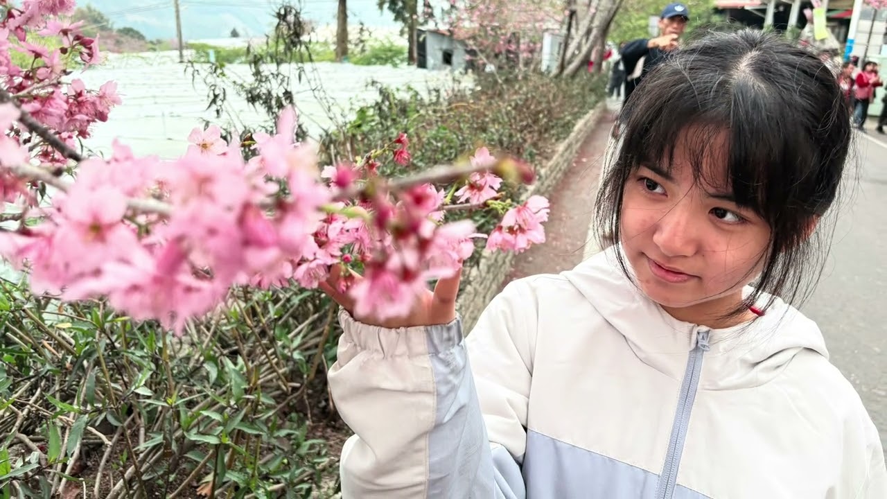20260219 梅子夢工廠 & 草坪頭櫻花季