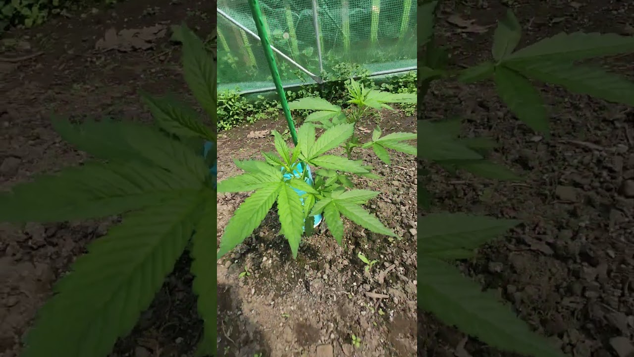 2025 outdoor grow 🪴☀️ #cannabis #outdoor #howtogrowcannabis #green #cannabiseducation #cannabisheals