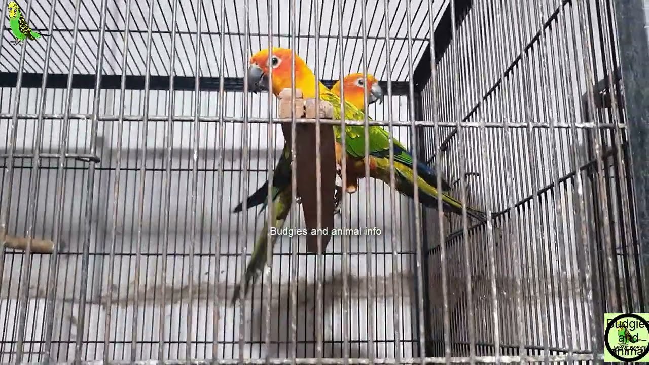 Sun Conure Parrot full information | Breeding | Prices | Mutations | sun conure Chicks