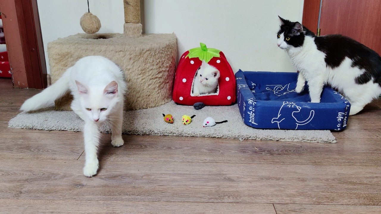 Кошка-мать наблюдает, как её котёнок Дино играет с мячом.