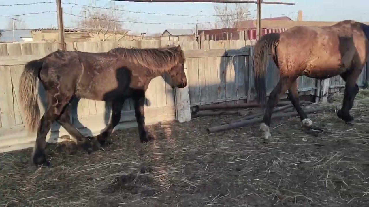 Мұғалжар Айғыр Тайға шапты#айғыр #байтал #байге #horse