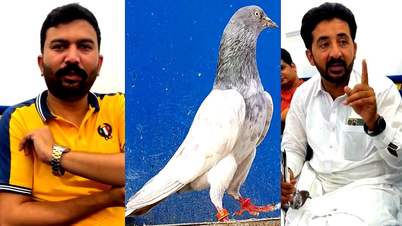 Ustad Mithu Lali Zain Jutt Pigeons  Chaudhry Sikandar Khan