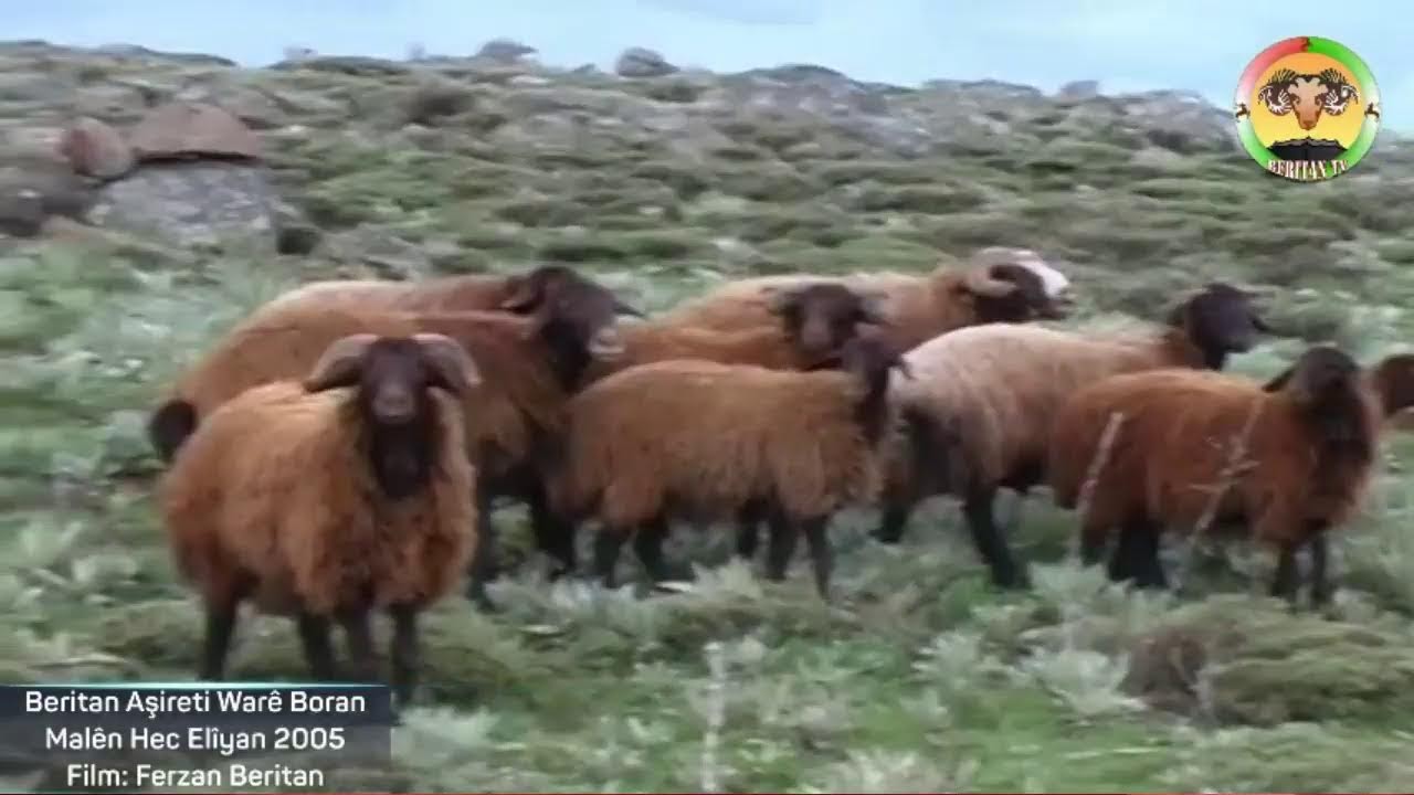 Beritan aşireti