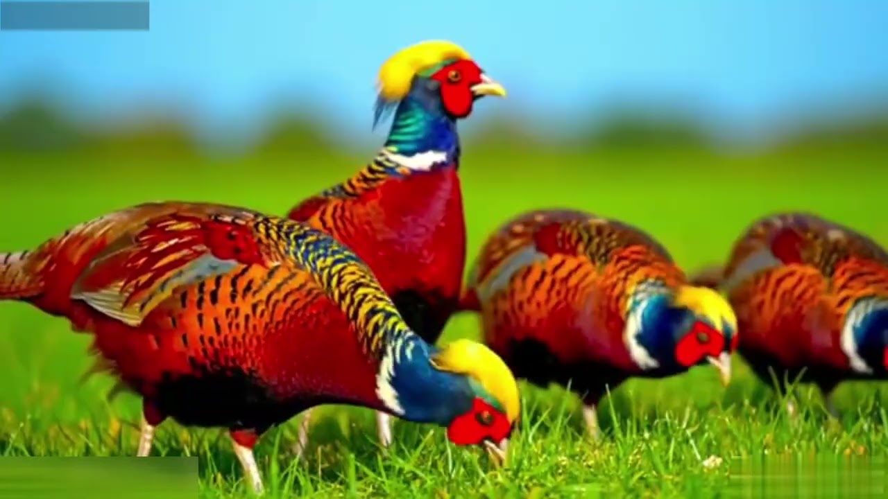 শান্ত প্রকৃতি  Stress Free Nature Video