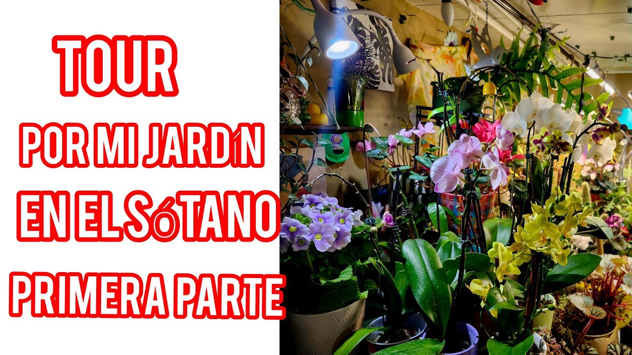 Tour por mi jardín en el sótano primera parte 😍🪴🪴🌸🌼🌵