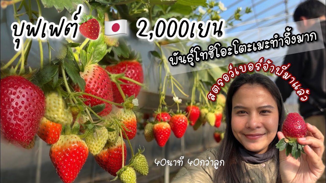 สวน🍓7สายพันธุ์ โทชิโอะโตะเมะลูกใหญ่ๆหวานๆ ราคา2,000เยนกินได้40นาที /สวนsudo จ.โอคายะมะ