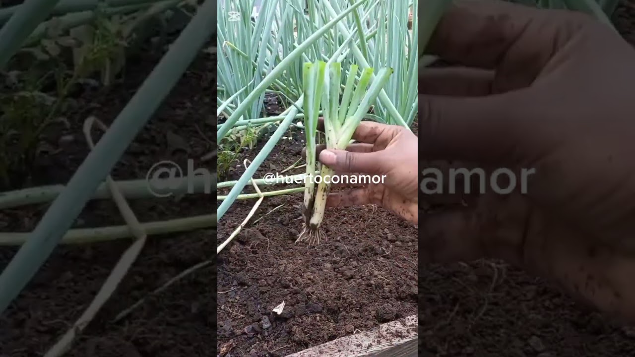 ¿Sabes como sembrar cebolla larga o cebollín? 