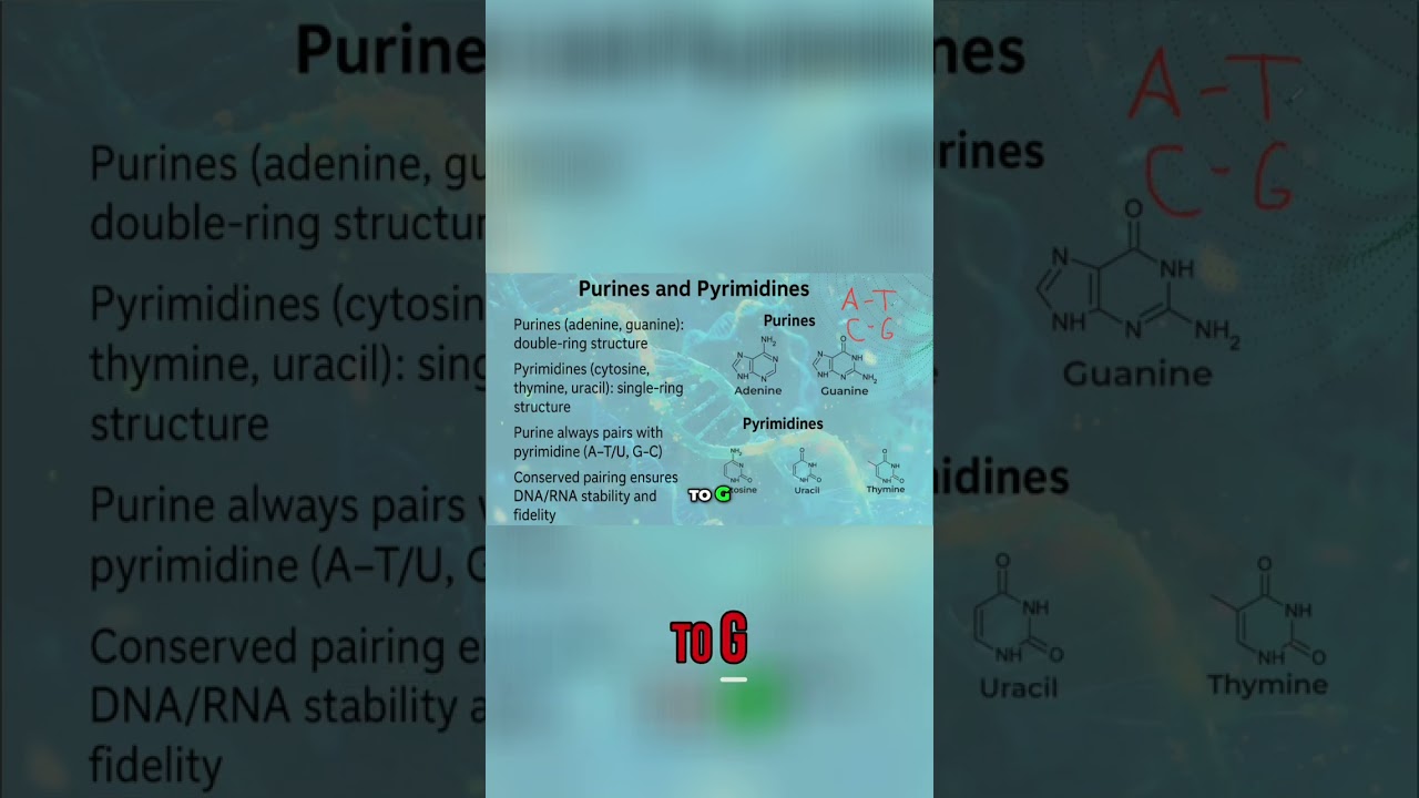 DNA & RNA: A Simple Guide to Base Pairing