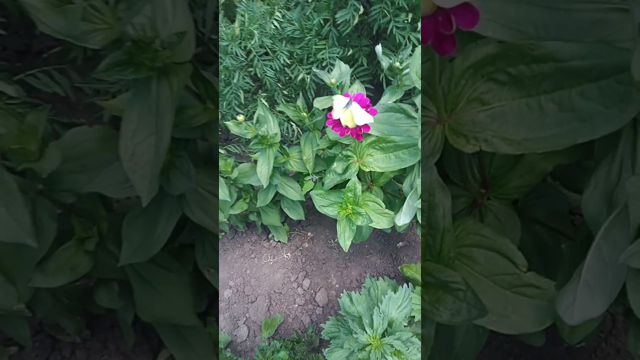 лимоница метели #бабочка#майор#цікаве#
