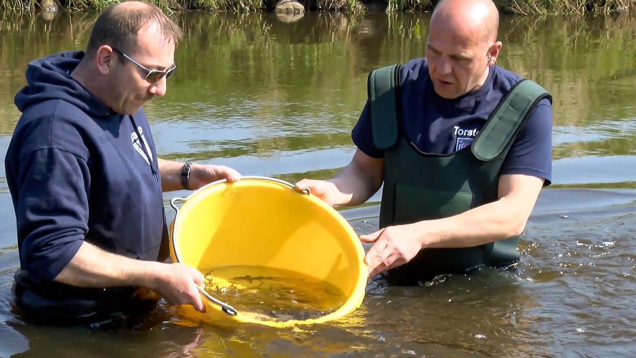 Der Stör - Fisch des Jahres 2014