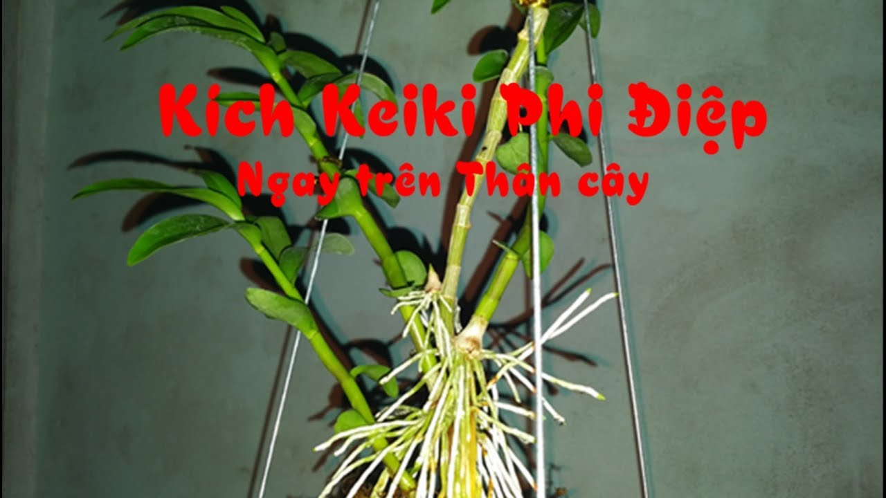 Chia sẻ cách KÍCH KEIKI trên thân cây PHI ĐIỆP ( GIÃ HẠC) hiệu quả
