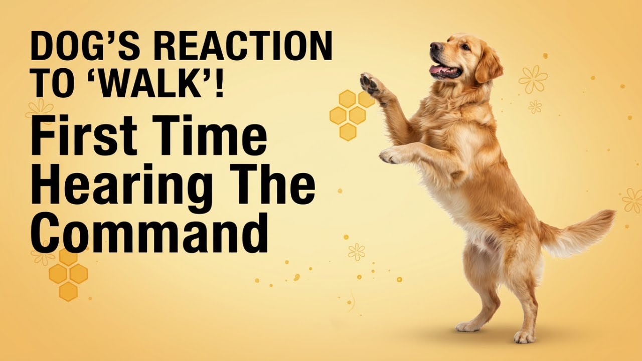 My Dog’s Reaction to Hearing “Walk” for the First Time 🐾🚶‍♂️
