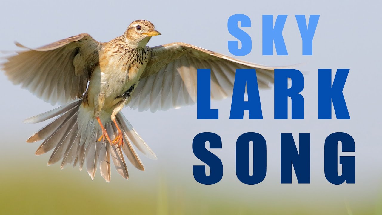 Bird sounds - Skylark singing in the spring sky