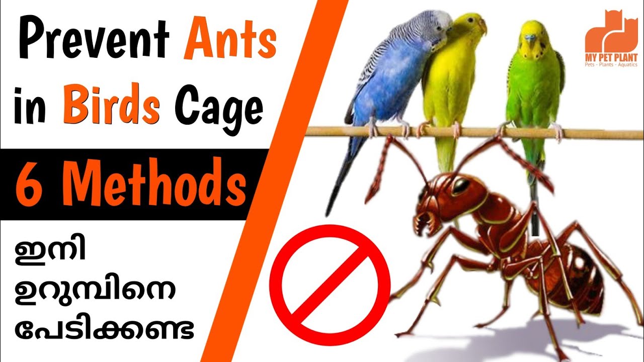 How to Prevent Ants in Bird Cage | Birds Caring Tips Malayalam | MY PET PLANT