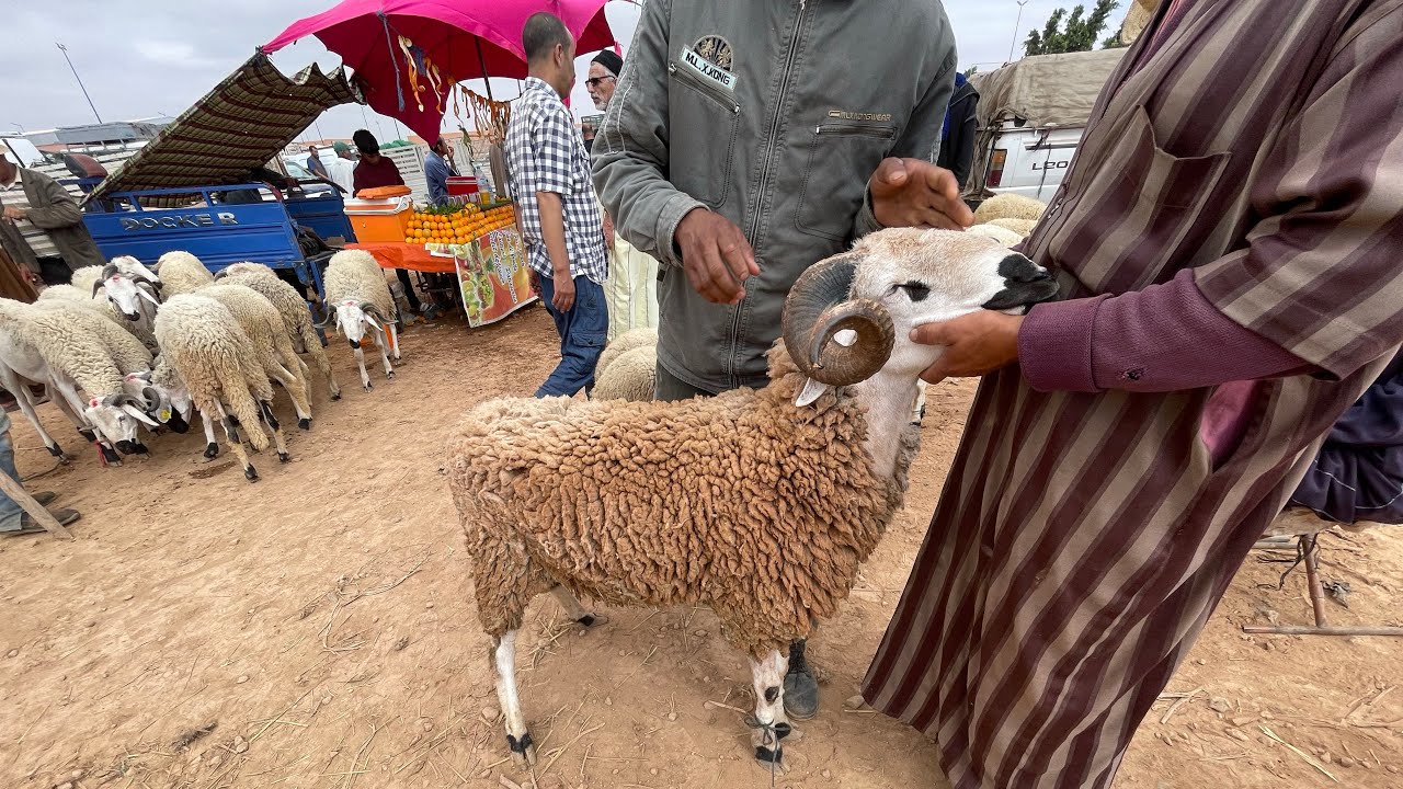 حولي صردي العيد الأضحى من سوق الخميس هوارة تبارك الله تمن بدا كاينقص شوية على الأسواق لي دازو 🐏🇲🇦
