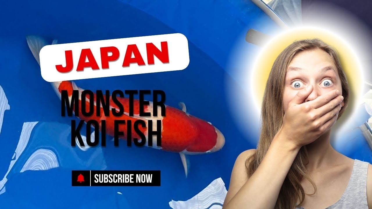 Monster koi in Japan. Takigawa koi and Tamaura koi. 🐟🍤🎏🎏