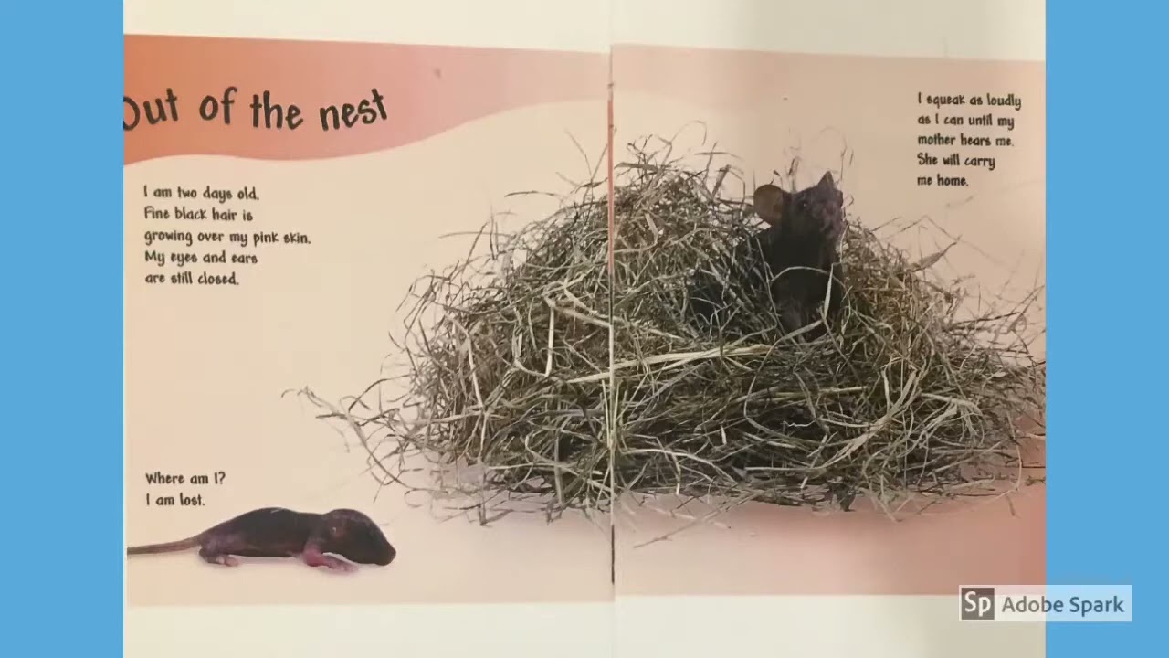 See how they grow mouse
