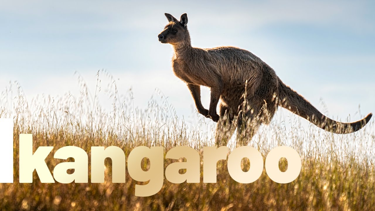 Let's Learn Wildlife Animals Kangaroo