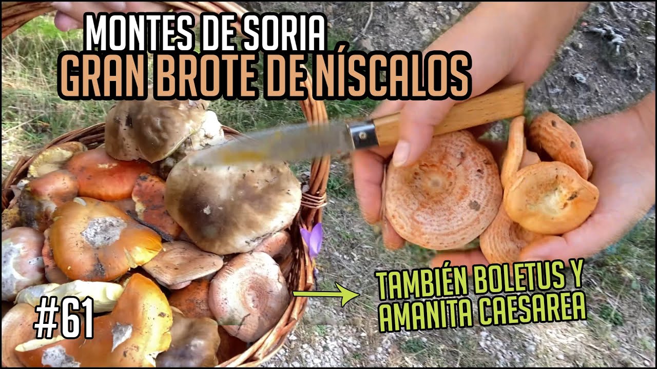 Gran brotada de Níscalos, Boletus y Amanita Caesarea por los Montes de Soria | Octubre 2023